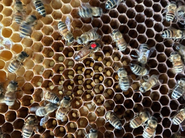 bienenkoenigin